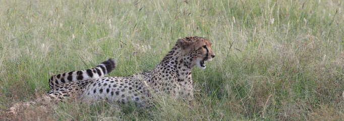 Wild cheetah