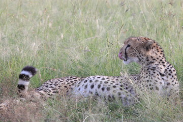 Cheetah