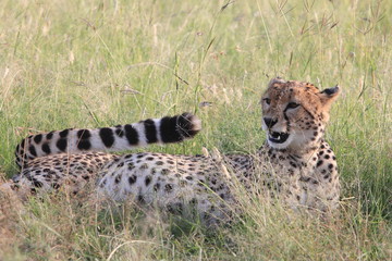 Wild pregnant cheetah