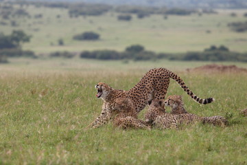 Family of cheetahs