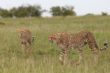 Cheetahs