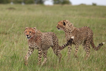 cheetahs