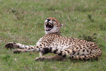 Smiling cheetah