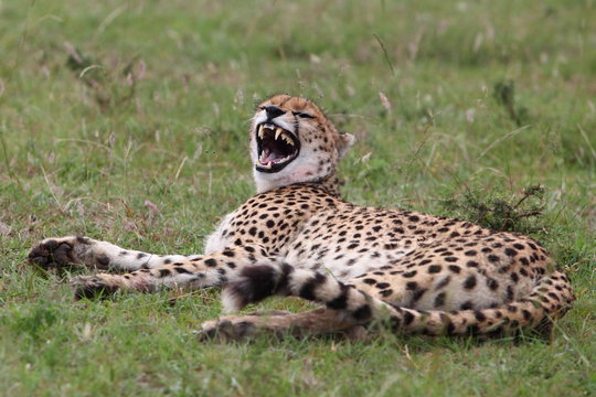 Smiling cheetah