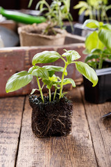 Seedlings of green basil.