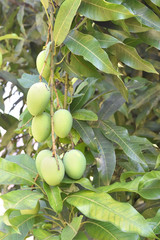 Mango fruit on tree