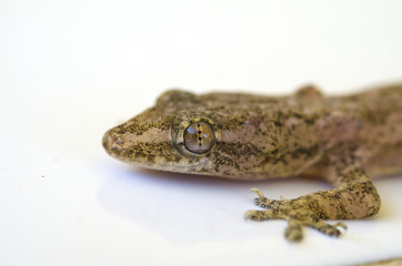 Fototapeta premium lizard isolated on white 