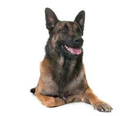 belgian shepherd malinois