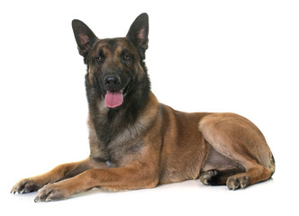 belgian shepherd malinois