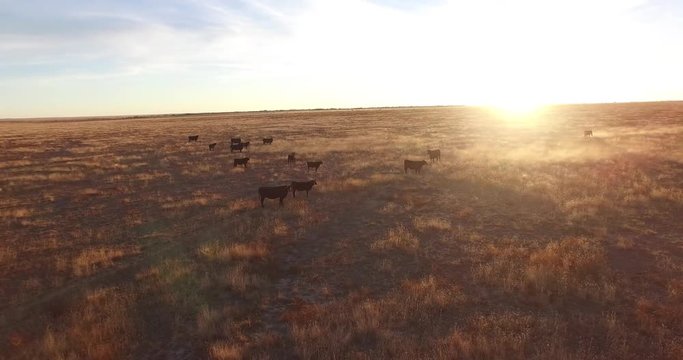 Cows LOW Wrap around sun reveal Aerial, 4K, 9s, 7of7, Stock Video Sale - Drone Discoveries llc.