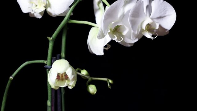 White Orchid blooming time lapse, black background