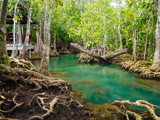 Green water lakes river waterfall with root tree at Tha Pom Klong Song Nam, Krabi, Thailand