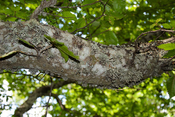 Obraz premium tree trunk with moss