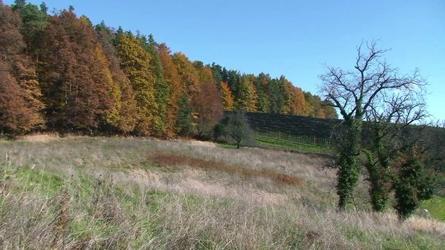 D&uuml;rre Gr&auml;ser und herbstlich gef&auml;rbter Wald