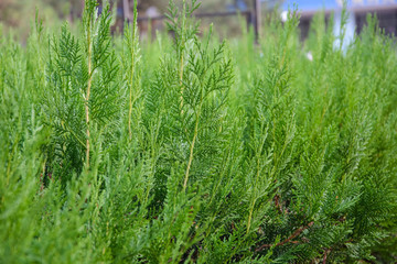 Background of Christmas tree branches