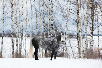 Gray horse on white snow, Russian birches on background