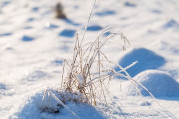 Winter snow background with snow covered plants