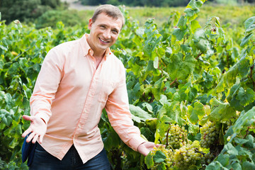 Vintner checking wine grape and leaves in summer day