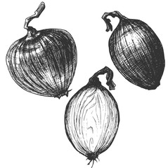 Sketch ink vintage onion set illustration, draft silhouette drawing, black on white background. Food graphic etching design.