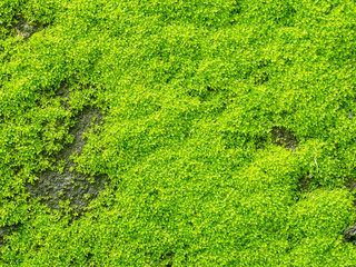 Green moss on old concrete floor texture background