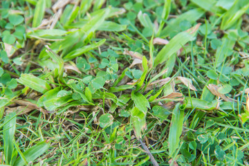 green and grass