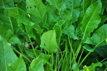 Green leaves of sorrel growing in the garden