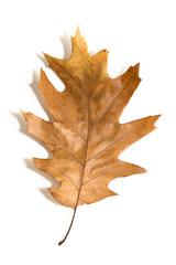 One dry fallen oak leaf on white