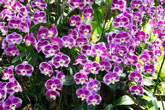 Bouquet of purple orchids.Vanda Coerulea Flower.Purple orchids in the garden
