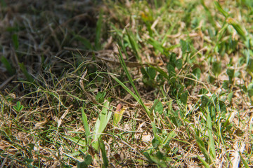 green and grass