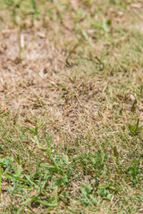 green and grass