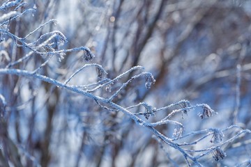 Plants with rime in close up