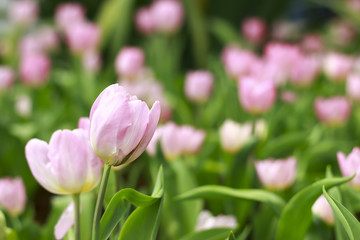 Stock Photo - colorful tulips flower blooming in floral garden