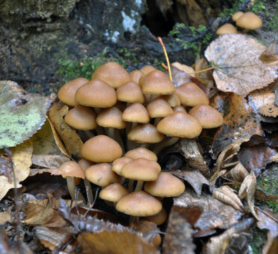 Wild mushrooms in autumn forest with moss and leaves