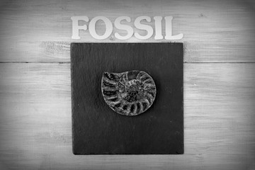 fossil