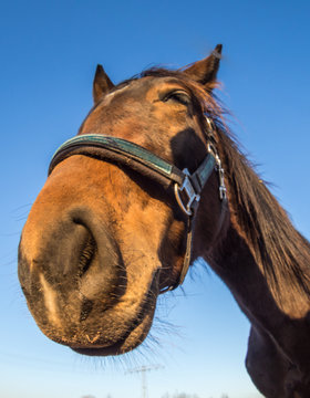 Pferde Portrait