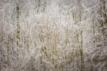 Winter trees with white rime
