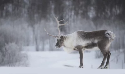 Door stickers Reindeer reindeer