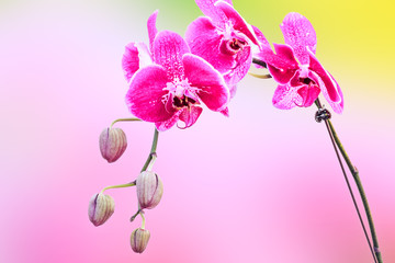 Fototapeta na wymiar Close up of beautiful plant orchid flower
