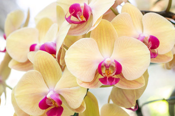 Yellow phalaenopsis orchid flower