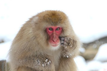 japanse snow monkey scratching face
