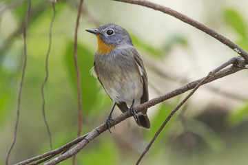 The taiga flycatcher or red-throated flycatcher is a species of migratory bird in the family Muscicapidae. The female has brown upper parts with a blackish tail flanked by white. The breast are buffis