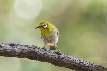Fototapeta premium The Oriental white-eye is a small passerine bird in the white-eye family. It is a resident breeder in open woodland in tropical Asia, east from the Indian subcontinent to Southeast Asia, extending to 
