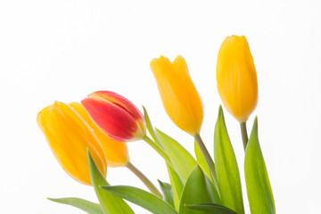 tulips on white background