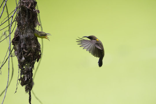 The olive-backed sunbird, also known as the yellow-bellied sunbird, is a southern Far Eastern species of sunbird. Common names for this bird include "tamsi" in the Philippines and "kelicap" in Malaysi