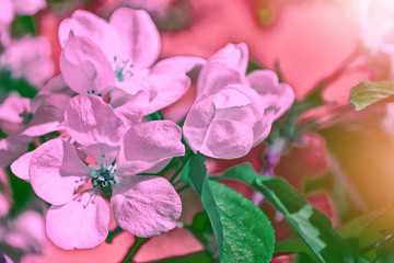 Fototapeta na wymiar Bright colorful spring flowers