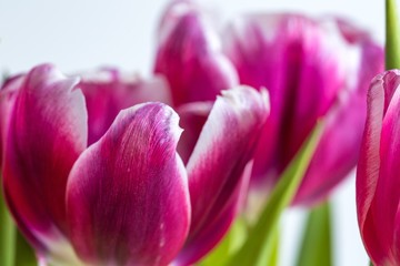 Fototapeta premium Beautiful two colored tulips close up on white background