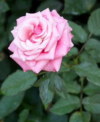 pink rose flower with water drop