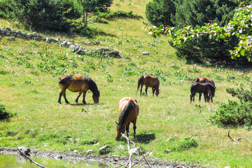A group of wild horses eat algae in a pond in the Catalan Pyrenees, Spain. The main crest of Pyrenees forms a divide between France and Spain, with the microstate of Andorra sandwiched in between