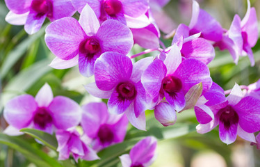 Obraz na płótnie Canvas Purple phalaenopsis orchid flower