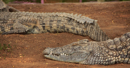 Fototapeta premium Crocodile du nil
